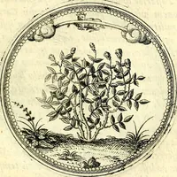 An illustration from Symbolorvm et emblematvm ex re herbaria desvmtorvm centvria vna (1590)