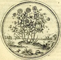 Picture 99 of 199 from Symbolorvm et emblematvm ex re herbaria desvmtorvm centvria vna (1590), leaf 136