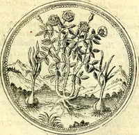 An illustration from Symbolorvm et emblematvm ex re herbaria desvmtorvm centvria vna (1590)