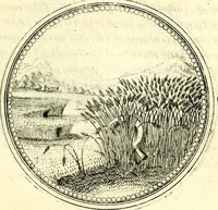 An illustration from Symbolorvm et emblematvm ex re herbaria desvmtorvm centvria vna (1590)