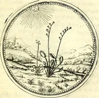 An illustration from Symbolorvm et emblematvm ex re herbaria desvmtorvm centvria vna (1590)
