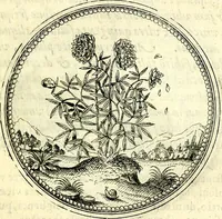 An illustration from Symbolorvm et emblematvm ex re herbaria desvmtorvm centvria vna (1590)