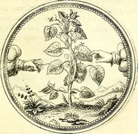 An illustration from Symbolorvm et emblematvm ex re herbaria desvmtorvm centvria vna (1590)
