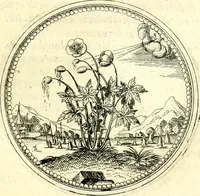 An illustration from Symbolorvm et emblematvm ex re herbaria desvmtorvm centvria vna (1590)