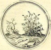 An illustration from Symbolorvm et emblematvm ex re herbaria desvmtorvm centvria vna (1590)