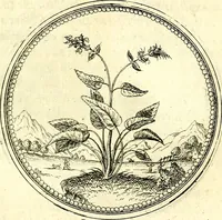 An illustration from Symbolorvm et emblematvm ex re herbaria desvmtorvm centvria vna (1590)