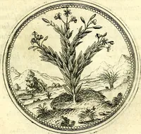 An illustration from Symbolorvm et emblematvm ex re herbaria desvmtorvm centvria vna (1590)