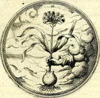 An illustration from Symbolorvm et emblematvm ex re herbaria desvmtorvm centvria vna (1590)