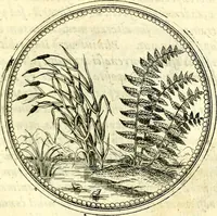 An illustration from Symbolorvm et emblematvm ex re herbaria desvmtorvm centvria vna (1590)