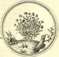 An illustration from Symbolorvm et emblematvm ex re herbaria desvmtorvm centvria vna (1590)