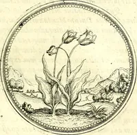 An illustration from Symbolorvm et emblematvm ex re herbaria desvmtorvm centvria vna (1590)