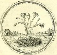 An illustration from Symbolorvm et emblematvm ex re herbaria desvmtorvm centvria vna (1590)