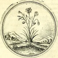 An illustration from Symbolorvm et emblematvm ex re herbaria desvmtorvm centvria vna (1590)