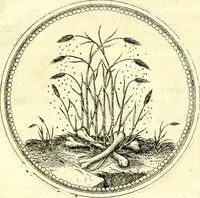 An illustration from Symbolorvm et emblematvm ex re herbaria desvmtorvm centvria vna (1590)