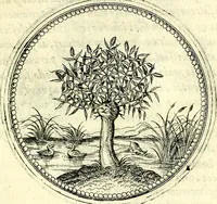 An illustration from Symbolorvm et emblematvm ex re herbaria desvmtorvm centvria vna (1590)