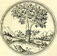 An illustration from Symbolorvm et emblematvm ex re herbaria desvmtorvm centvria vna (1590)