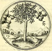 An illustration from Symbolorvm et emblematvm ex re herbaria desvmtorvm centvria vna (1590)