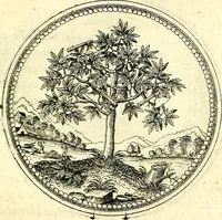 An illustration from Symbolorvm et emblematvm ex re herbaria desvmtorvm centvria vna (1590)