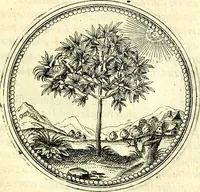 An illustration from Symbolorvm et emblematvm ex re herbaria desvmtorvm centvria vna (1590)