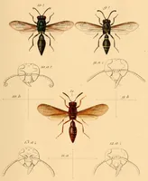An illustration from Synopsis of American wasps (1875)