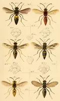 An illustration from Synopsis of American wasps (1875)