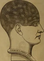 An illustration from Synopsis of phrenology: presenting general principles of the science, a description of the mental organs, and their location; also a combination, showing the manner in which they assist or counteract each other (1844)