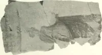An illustration from Syria (1920)