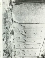Picture 124 of 175 from Syria (1920), leaf 342