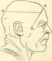 An illustration from A system of phrenology (1835)