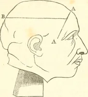 An illustration from A system of phrenology (1835)