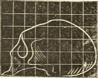 An illustration from A system of phrenology (1835)