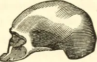 An illustration from A system of phrenology (1835)