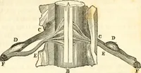 An illustration from A system of phrenology (1835)
