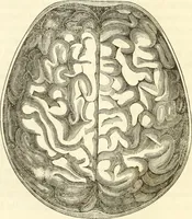 An illustration from A system of phrenology (1835)