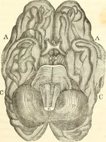An illustration from A system of phrenology (1835)