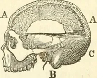 An illustration from A system of phrenology (1835)