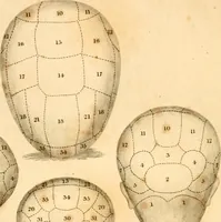 Picture 2 of 35 from A system of phrenology (1830), leaf 5
