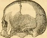 An illustration from A system of phrenology (1830)