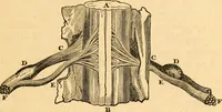 An illustration from A system of phrenology (1830)
