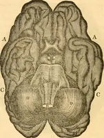 An illustration from A system of phrenology (1830)