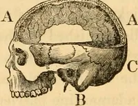 An illustration from A system of phrenology (1830)