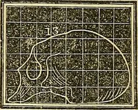 An illustration from A system of phrenology (1839)