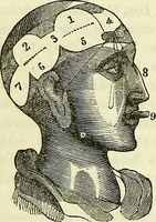 An illustration from A system of phrenology (1839)