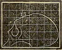 An illustration from A system of phrenology (1839)