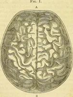 An illustration from A system of phrenology (1839)