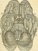 An illustration from A system of phrenology (1839)