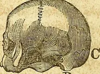 An illustration from A system of phrenology (1839)