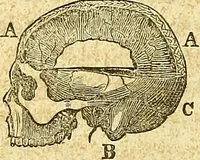 An illustration from A system of phrenology (1839)