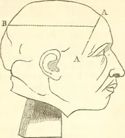 An illustration from A system of phrenology (1839)