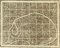 An illustration from A system of phrenology (1839)